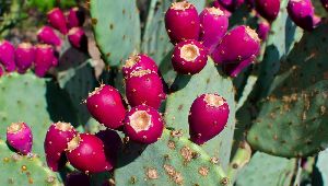Fresh Prickly Pear / Cactus Fruit