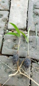 Foxtail Palm Plant