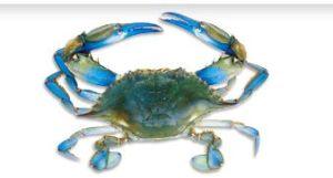 Blue Crab