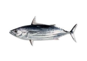 Skipjack Tuna Fish