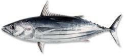 Skipjack Tuna Fish