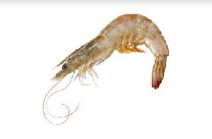 Whiteleg Shrimp