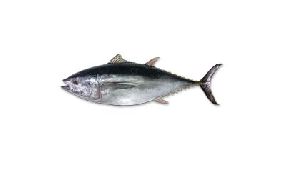 Yellowfin Fish