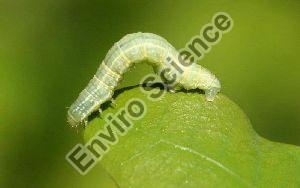 Riso Organic Pesticide