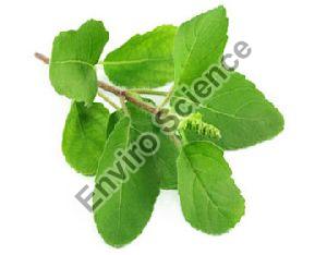 Tulsi Oil