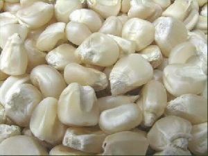 White Corn Seeds