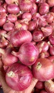 Fresh Red Onion