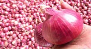 organic red onion