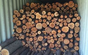 Brown Sandalwood Logs