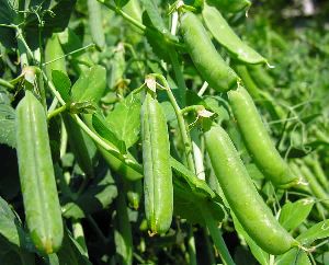 Fresh Green Peas