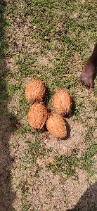 Husked Coconut