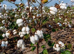 Raw Cotton