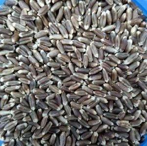 black wheat