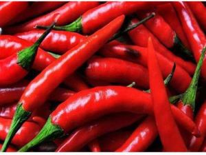 Fresh Red Chilli