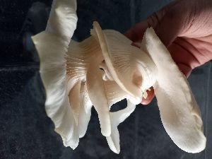 Fresh Oyster Mushroom