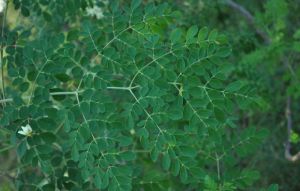 Moringa Powder