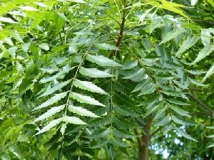 Fresh Neem Leaves