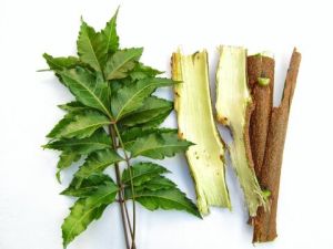 Neem Bark