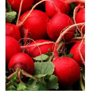 Organic Red Radish