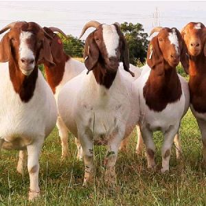 boer female goat