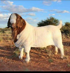 Boer Male Goat