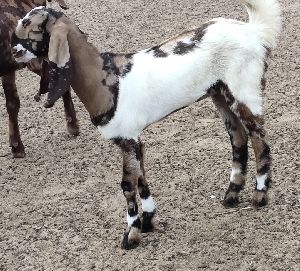 female totapari goat