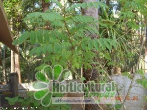 acacia catechu seeds