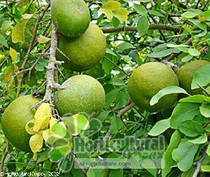 Aegle Marmelos Seeds