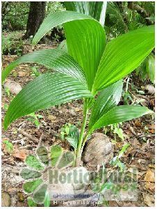 Cocos Nucifera Seeds
