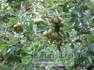 madhuca longifolia seeds