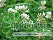 Trifolium Repens Seeds