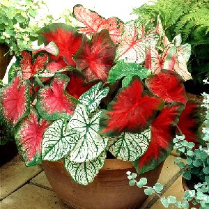 Caladium Flower Bulbs