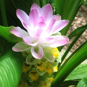 Crinum Flower Bulbs