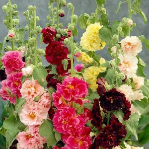 Hollyhock Charter Double Mix Flower Seeds