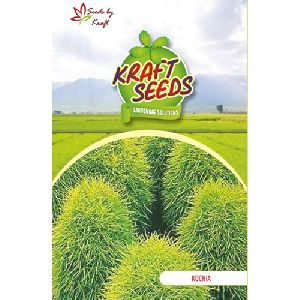 Kochia Fire Bush Flower Seeds