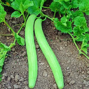 Long melon seeds