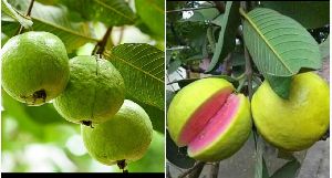 Bihi Guava Plant
