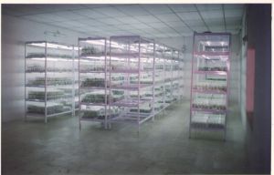 Tissue Culture Rack