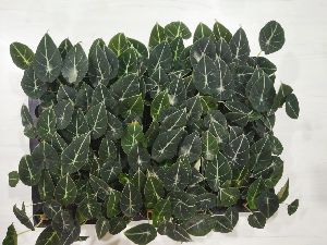 Alocasia Black Velvet Plant