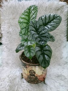 Alocasia Silver Dragon Plant