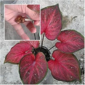 Caladium Thai Red Queen Plant