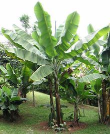 Grand Naine Banana Plant