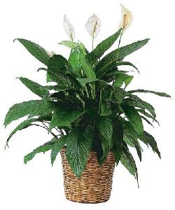 Spathiphyllum Magic Plant