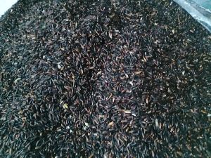Organic Black Rice
