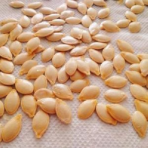 squash seeds