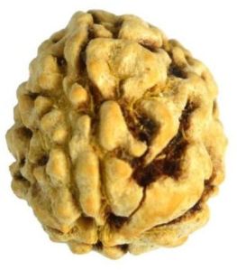 3 Mukhi Rudraksha