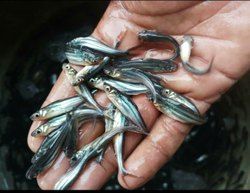 Pangasius Fish Seeds