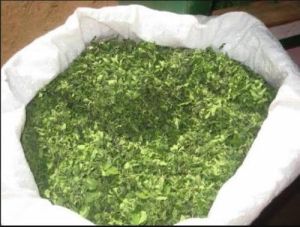 Green Moringa Dried Leaves