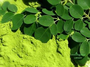 Moringa Herbal Leaves