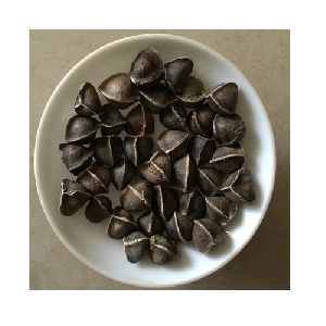 Moringa Seeds Without Wing